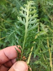 Achillea inundata