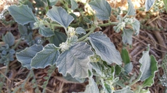 Chrozophora tinctoria