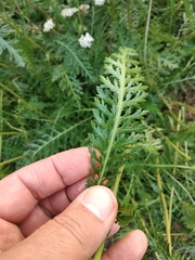 Achillea inundata