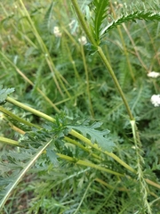 Achillea inundata