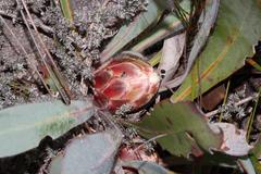 Protea vogtsiae