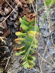 Polypodium hesperium
