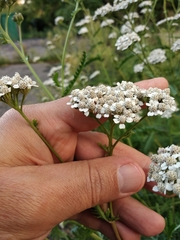 Achillea inundata