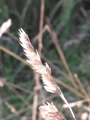 Dactylis glomerata