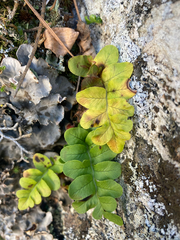 Polypodium hesperium