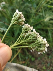 Achillea inundata