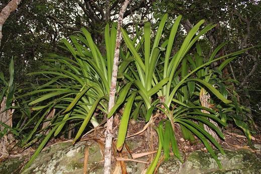 Clivia robusta 2