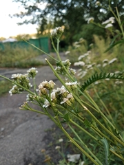 Achillea inundata