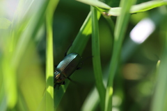 Poecilus versicolor