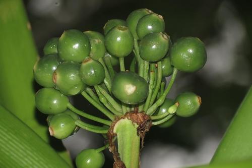 Clivia robusta, photograph 3