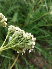 Achillea inundata