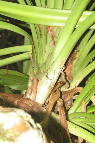 Clivia robusta, photograph 2