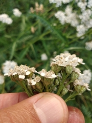 Achillea inundata