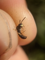 Protandrena andrenoides