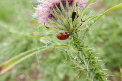 Dinocampus coccinellae paralysis virus
