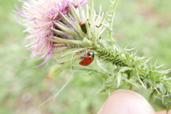 Dinocampus coccinellae paralysis virus