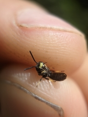 Protandrena andrenoides