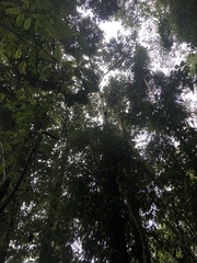 Magnolia hernandezii