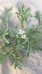 Cakile maritima