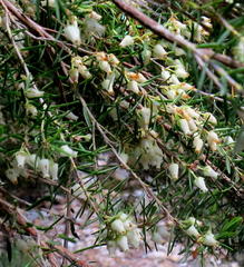 Erica caffra caffra