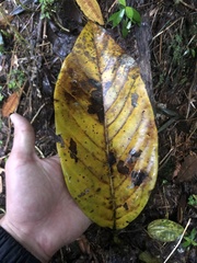 Magnolia hernandezii