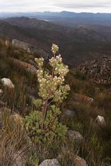 Leucadendron loeriense