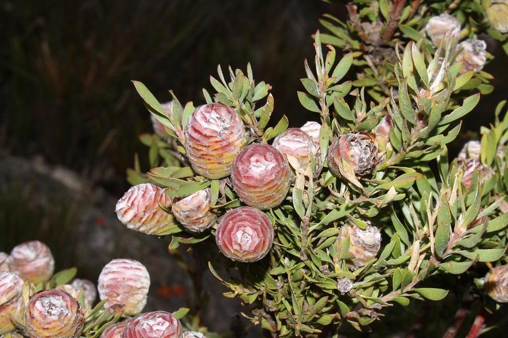 Uniondale Conebush