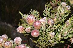 Leucadendron loeriense