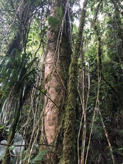 Magnolia hernandezii