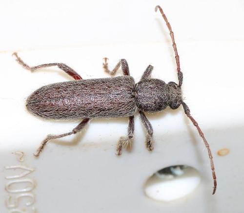 Garnierius