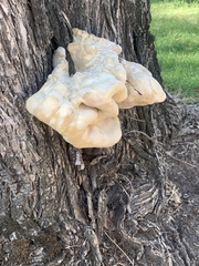 Laetiporus gilbertsonii