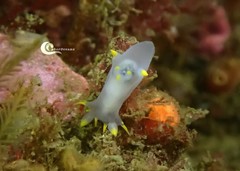 Polycera kernowensis