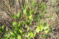 Cryptocarya wyliei