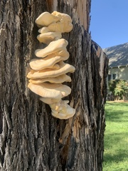 Laetiporus gilbertsonii