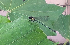 Onychargia atrocyana