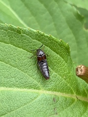 Aleochara curtula