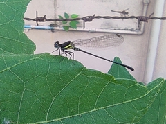 Onychargia atrocyana