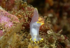 Polycera kernowensis