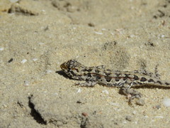 Ctenophorus adelaidensis