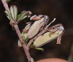 Indigofera sp9a