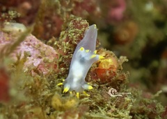 Polycera kernowensis