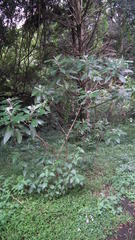 Solanum giganteum