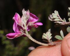 Indigofera sp9a