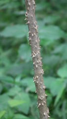 Solanum giganteum