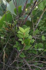 Cryptocarya wyliei