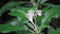 Solanum giganteum