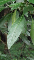 Solanum giganteum