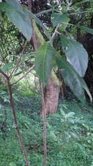 Solanum giganteum