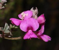 Indigofera sp9a