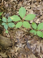 Parthenocissus quinquefolia
